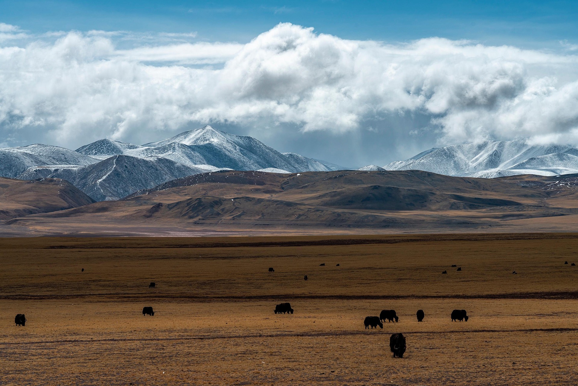 grassland-8066987_1920.jpg