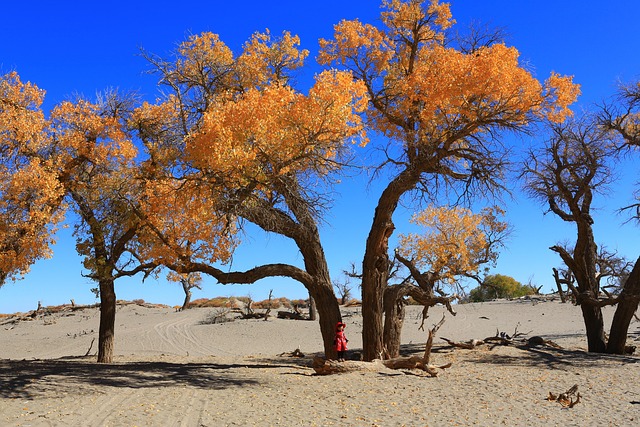 liguangjie-tree-3224974_640.jpg